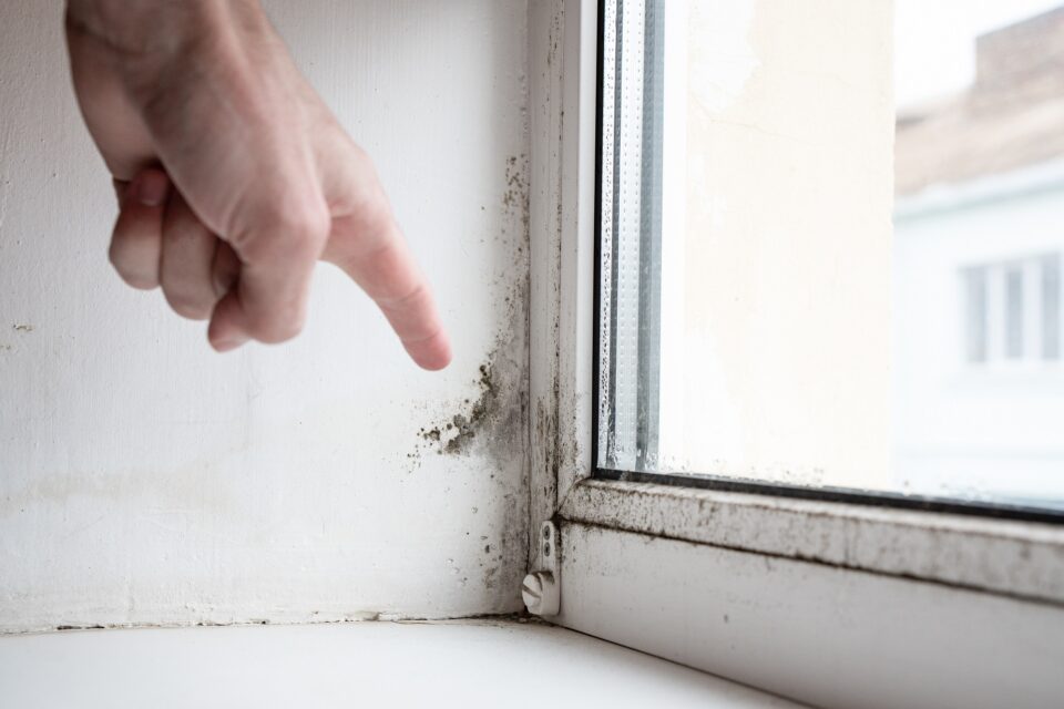 mould near window